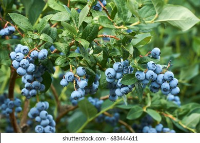 Fresh organic blueberrys on the bush. Vivid colors.