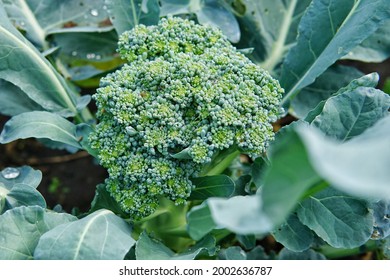 fresh organic broccoli is a very healthy food - Shutterstock ID 2002636787