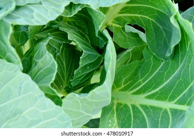 Fresh Organic Brussels Sprouts Tree.