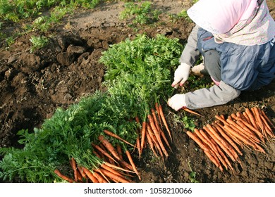 Fresh organic carrot in the farm