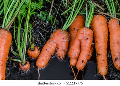 Fresh organic carrots right out of the ground. Organic gardening at its finest.