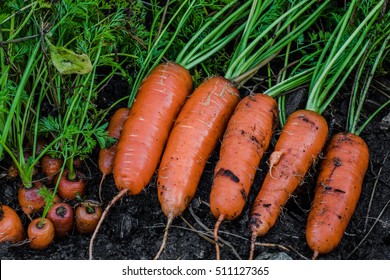 Fresh organic carrots right out of the ground. Organic gardening at its finest.