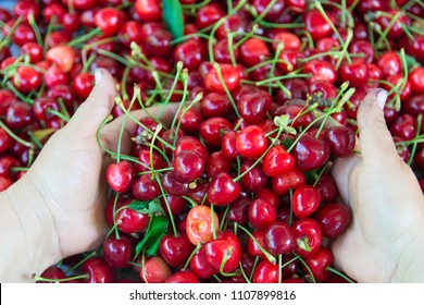 Fresh Organic Cherries Background. Red Fresh Bunch Of Cherries On The Table. Fresh Red Cherry Heap. Cherry Picker Hands
