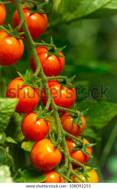 Fresh Organic Cherry Tomatoes Garden Rain Stock Photo (Edit Now) 108092255