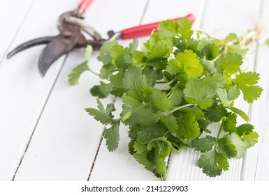 Fresh Organic Cilantros With Hand Pruner On White Wood . Harvest Home Grown.  Vegetable  Gardening.