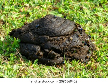 Fresh organic cow dung in green grass, fresh cow dung in the green grass.                               