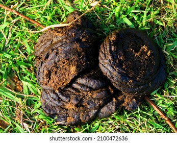 Fresh organic cow dung in green grass, fresh cow dung in the green grass.                               