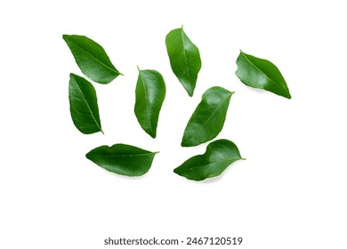 Fresh organic curry leaves ( Murraya koenigii ) isolated on white background, Fresh green curry leaves - Powered by Shutterstock