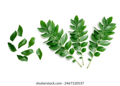 Fresh organic curry leaves ( Murraya koenigii ) isolated on white background, Fresh green curry leaves - Powered by Shutterstock