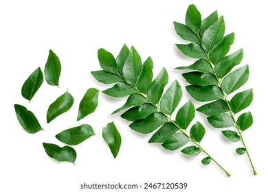 Fresh organic curry leaves ( Murraya koenigii ) isolated on white background, Fresh green curry leaves - Powered by Shutterstock