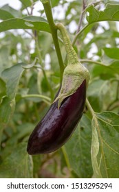 Fresh, organic eggplant field, Izmir / Turkey - Shutterstock ID 1513295294