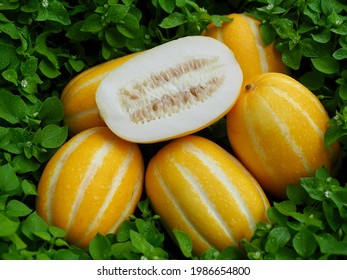 Fresh Organic Fruit Oriental Melon Stock Photo (Edit Now) 1986654800 ...