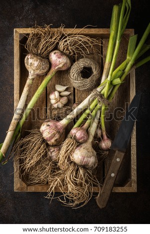 Similar – Image, Stock Photo bunch of fresh young garlic