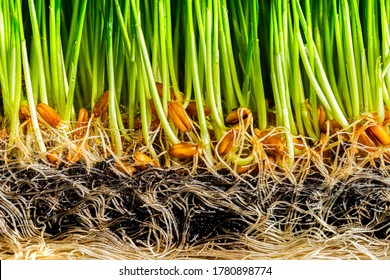 Grass Roots Images Stock Photos Vectors Shutterstock