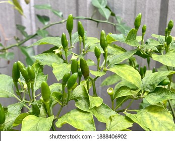 582 Thai guinea pepper Images, Stock Photos & Vectors | Shutterstock