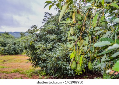 Fresh Organic Green Hass Avocado On A Farm Tree In Mpumalanga South Africa
