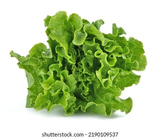 Fresh Organic Green Leafy Lettuce Lactuca Isolated On White