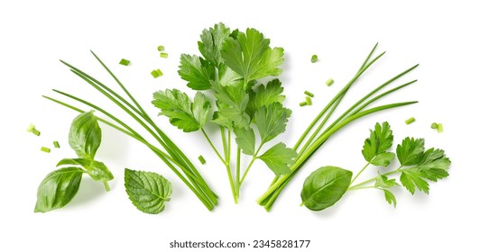 Fresh organic herbs and spices element or ornament isolated over a white background, arranged bunches, leaves and blades and chopped pieces of parsley, chives, basil and mint, top view, flat lay