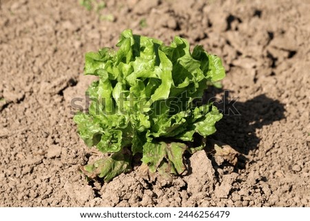 Fresh organic homegrown densely layered Lettuce or Lactuca sativa annual plant with thick leathery light green leaves growing in local urban family home garden surrounded with dry soil on warm sunny