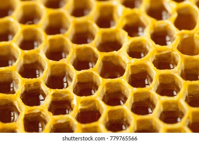 Fresh Organic Honey In A Comb - Close Up Shot - Close Up Shot