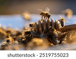 Fresh organic honey and wooden dipper in plate with many worker bees, close up. Honey harvesting. Healthy organic natural food concept, diet