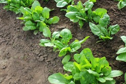 Fresh Organic Leaves Of Spinach In The Garden .