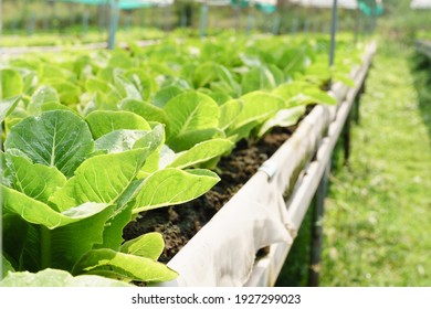 Fresh Organic Lettuce Growing In Vegetable Plot Inside Clean And Beautiful Greenhouse. Sustainable Agriculture, Agroecosystem, Healthy Food, Safety, Supply Chain, Waterwaste, Farm To Fork, Production.