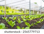 Fresh organic lettuce in a rural greenhouse. Rows of lettuce seedlings. Lettuce ready to pick for a fresh summer salad. Salad plants in greenhouse with automatic irrigation watering system.