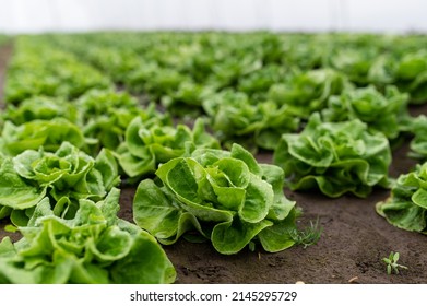 Fresh organic lettuce in a rural greenhouse. Rows of lettuce seedlings. Lettuce ready to pick for a fresh summer salad. Salad plants in greenhouse with automatic irrigation watering system.
