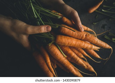 Fresh Organic Nantes Carrots On Dark Background. Healthy Food.