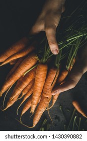 Fresh Organic Nantes Carrots On Dark Background. Healthy Food.