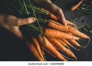 Fresh Organic Nantes Carrots On Dark Background. Healthy Food.