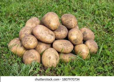 Fresh Organic Potato on green grass background. A heap of raw organic potatoes lying on the grass. Freshly dug farm potatoes.