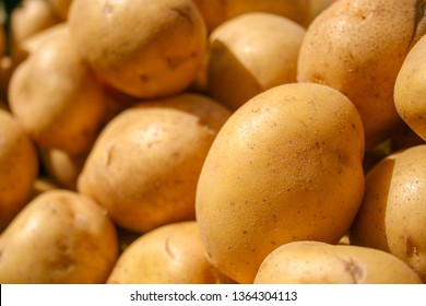 Fresh Organic Potato Stand Out Among Many Large Background Potatoes In The Market. Heap Of Potatoes Root. Close-up Potatoes Texture. Macro Potato. 