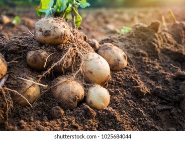 fresh organic potatoes in the field - Shutterstock ID 1025684044