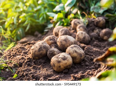 fresh organic potatoes in the field - Shutterstock ID 595449173