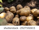 fresh organic potatoes in the field,harvesting potatoes from soil.