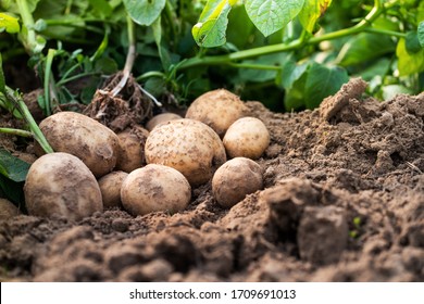 Fresh organic potatoes in the field,harvesting potatoes from soil.