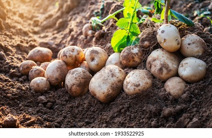fresh organic potatoes in the field,harvesting potatoes from soil.
