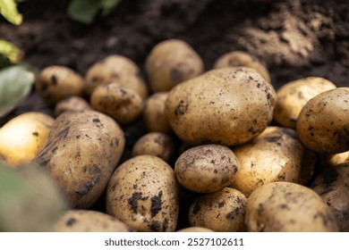 fresh organic potatoes in the field,harvesting potatoes from soil.