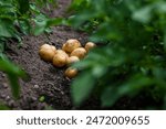 Fresh organic potatoes growing in a garden with lush green plants.