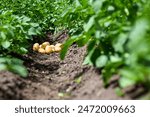 Fresh organic potatoes growing in a garden with lush green plants.