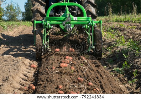 Fresh organic potatoes are harvested with a mini tractor.