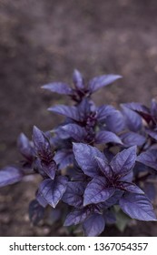 Fresh Organic Purple Basil Plant In The Garden