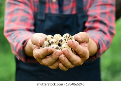 Fresh organic quail eggs in farmers hands