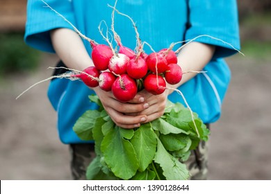 Fresh Organic Radish In Child Hands. Healthy Food. Organic Vegetables.