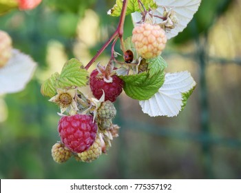 Fresh organic raspberry on trees background