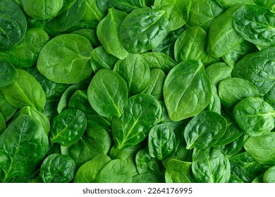 Fresh organic raw spinach leaves as a nutritious healthy green background
 - Powered by Shutterstock