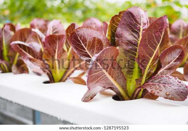 Fresh organic red leaves lettuce salad plant\
in hydroponics vegetables farm\
system