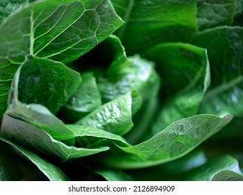 Fresh Organic Romaine Lettuce Leaves Close Up Macro